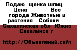 Подаю. щенка шпиц  › Цена ­ 27 000 - Все города Животные и растения » Собаки   . Сахалинская обл.,Южно-Сахалинск г.